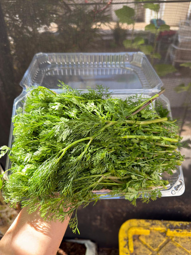 Cilantro Criollo