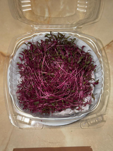 Microgreen de amaranto