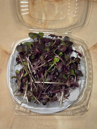 Brotes / microgreens