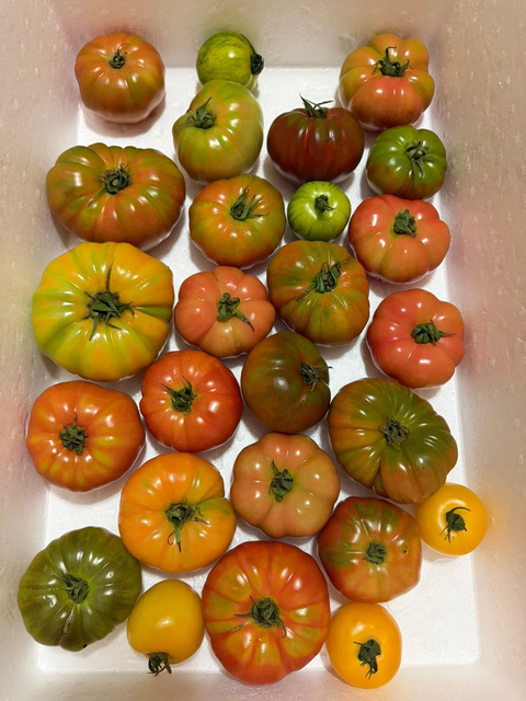 Tomate Heirloom